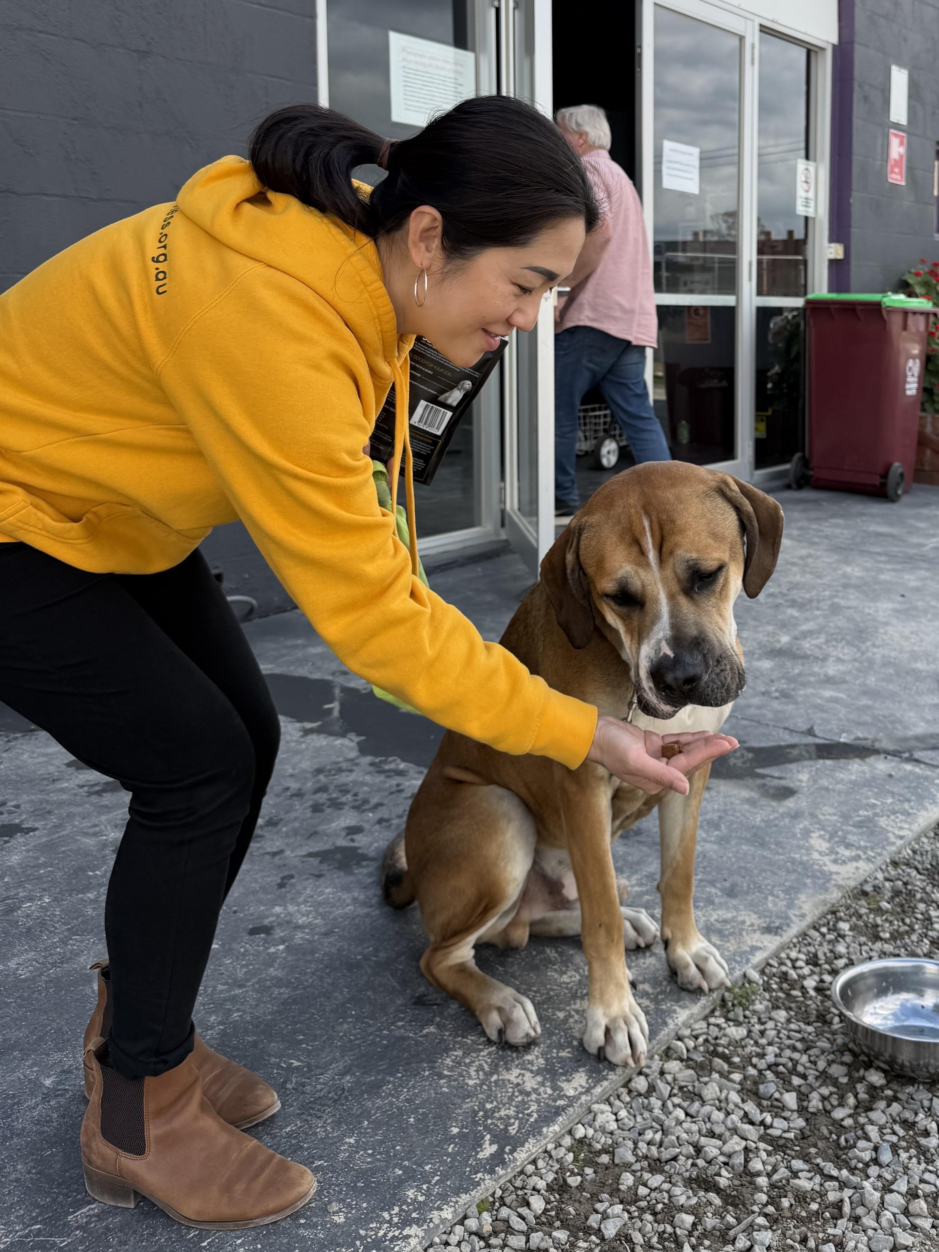 An animal rescue volunteer feeding a group of dogs